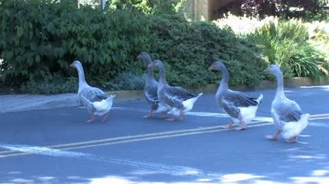 Ducks 51 Stock Footage