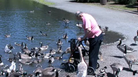 Ducks 54 스톡 동영상 10563596