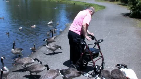 Ducks 55 Stock-Footage 10563617