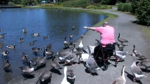 Ducks 59 Stock-Footage 10564295