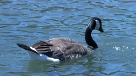 Ducks 62 스톡 동영상 10564316