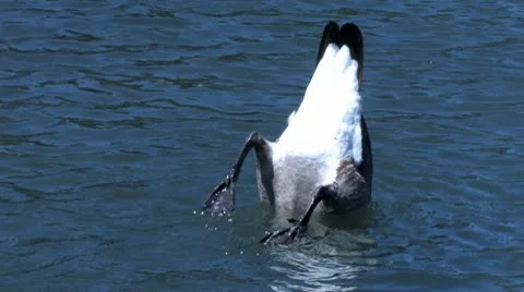 Ducks 63 Stock-Footage 10564322