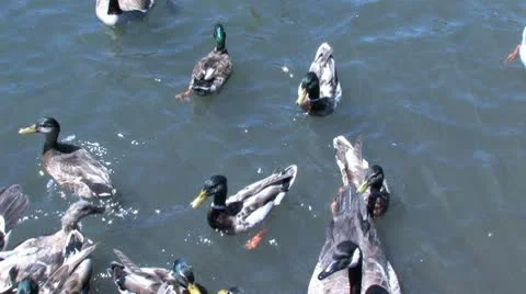 Ducks 64 Stock-Footage 10564333