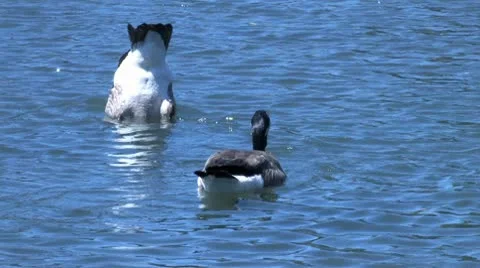 Ducks 67 Stock Footage 10564381