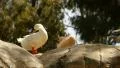 Ducks 96fps 01 Slow Motion x4 HD Footage