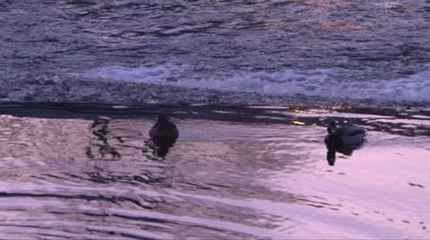 Ducks Above Weir Video stock 11143832