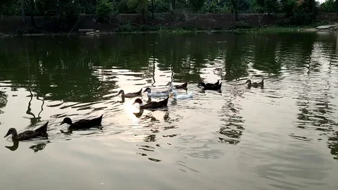 Ducks at Afternoon Pond Stock Footage 111774971