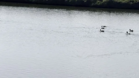 Ducks along the shoreline Stock Footage 315726736
