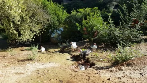 Ducks along a stream in a park Stock Footage 201422896