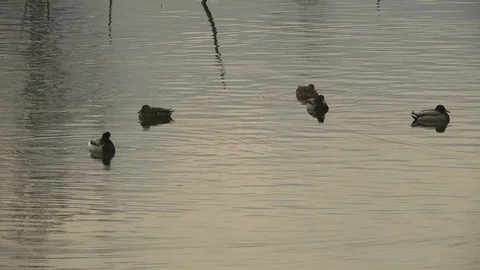 Ducks (Anatre) float on the water 4K- Italian Nature Stock Footage 94986515