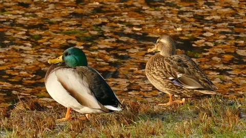 Ducks and autumn leaves standing on a lake shore in autumn, Anas platyrhyncho Stock Footage 99488083
