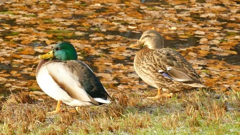Ducks and autumn leaves standing on a lake shore in autumn, Anas platyrhyncho Stock Footage 99488098