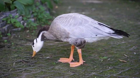 Ducks and bar-headed geese eating grass on the ground Stock Footage 144517980