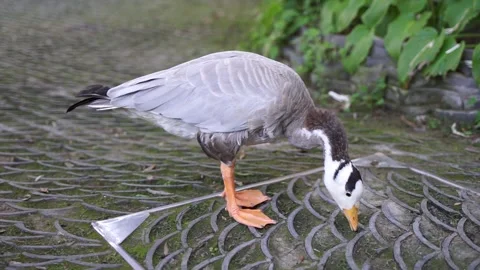 Ducks and bar-headed geese eating grass on the ground Video stock 144518204