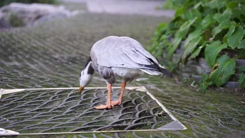 Ducks and bar-headed geese eating grass on the ground 库存影片 144518476