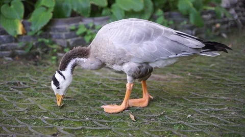 Ducks and bar-headed geese eating grass on the ground Stock Footage 144518630