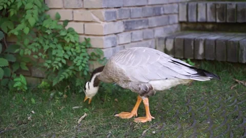 Ducks and bar-headed geese eating grass on the ground Stock Footage 144518665