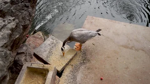 Ducks and bar-headed geese eat forage by the water Stock Footage 144544521