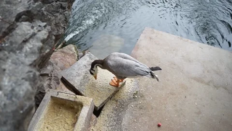 Ducks and bar-headed geese eat forage by the water Stock Footage 144544546