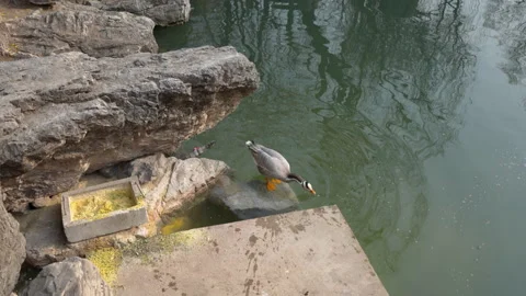 Ducks and bar-headed geese swim ashore to feed and watch waterfowl Stock Footage 239928182