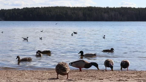 Ducks and birds at a lake Stock Footage 253074945