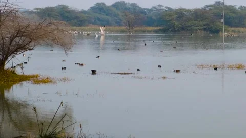 Ducks and birds in the lake Stock Footage 296478178