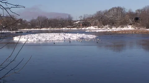 Ducks and birds in water. Stock-Footage 34273660