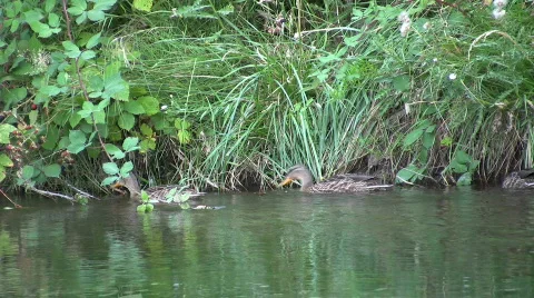 Ducks and Blackberries Stock Footage 845450