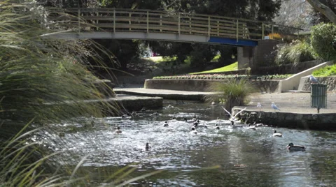 Ducks and bridge Stock Footage 41339613