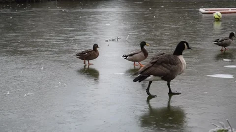 Ducks and a Canada Goose Walking Over a Frozen Lake 60fps Stock Footage 49029952