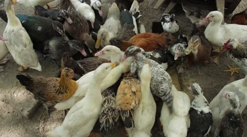 Ducks and chickens crowd pounced on the food Stock-Footage 54351032