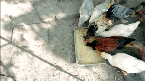 Ducks and chickens crowd pounced on the food Stock Footage 68138803