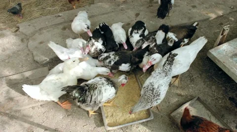 Ducks and chickens eat feed 스톡 동영상 54348992