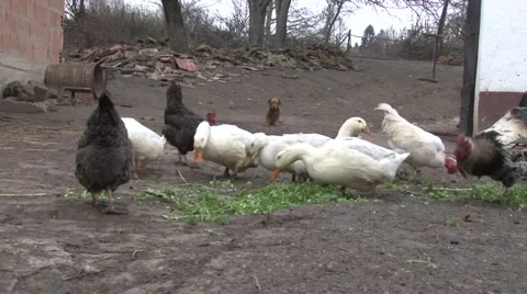 Ducks and chickens Stock Footage 47872250