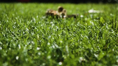 Ducks and chickens 動画素材 92409587