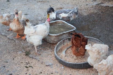 Ducks and chickens Stock Photos