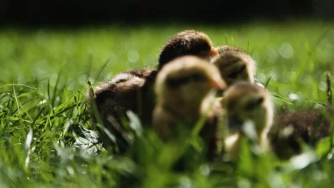 Ducks and chickens together Video stock 92409567
