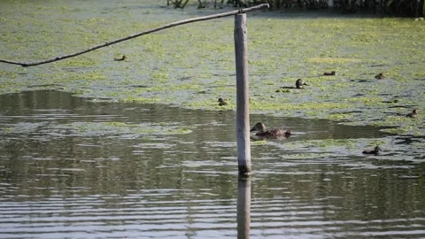 Ducks and Chicks Swimming in Pond Algae, Elche, Slow Motion Stock Footage Stock Footage 344553646