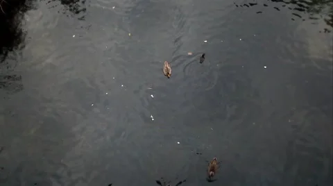 Ducks and Clouds Birds Eye View Stock Footage 48623325