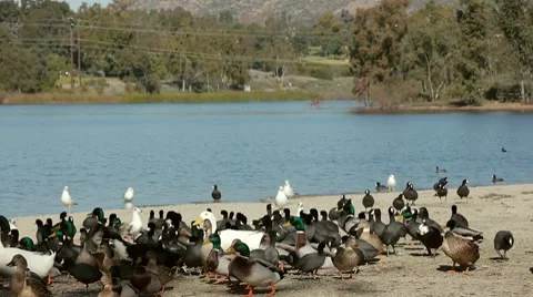 Ducks And Coots At Lake Stock Footage 10680134