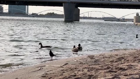 Ducks and Crow at Tempe Town Lake Stock Footage 297214438