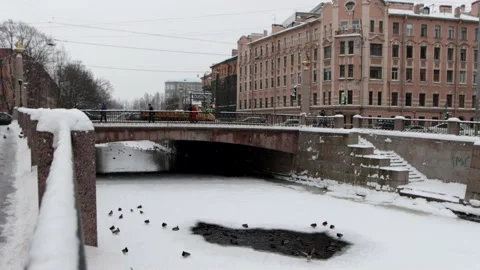 Ducks and crows wintering in St. Petersburg Stock Footage 147932993