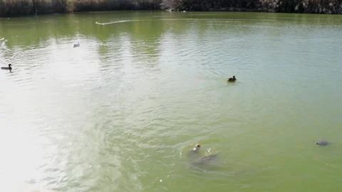 Ducks and Cyprinus carpio Stock Footage 238866028