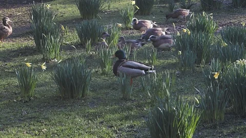 Ducks and daffodils Stock Footage 126015590
