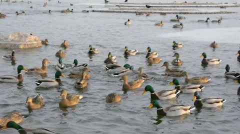 Ducks and drakes Stock Footage 45653853