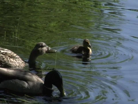 Ducks and Duckling Stock-Footage 356543