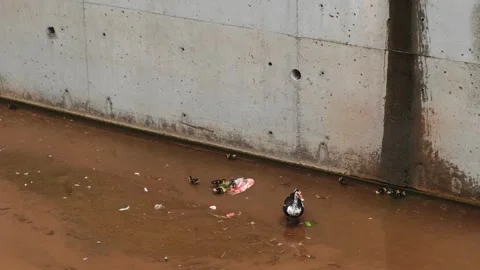 Ducks and ducklings in the canal Stock Footage 266985161