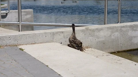 Ducks and ducklings at the duck pond in Assiniboine Park Stock Footage 105803029