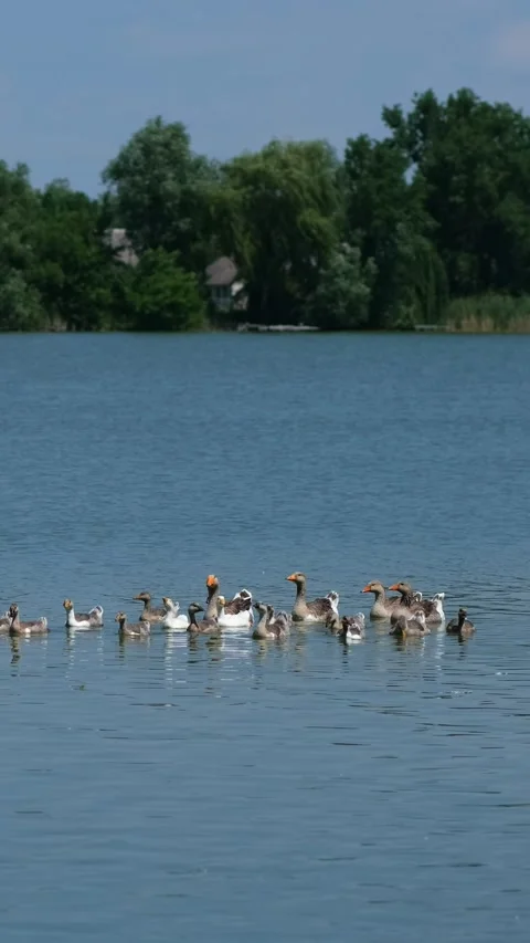 Ducks and ducklings float on the river on a summer day. Stock Footage 291950909