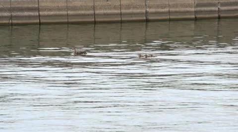 Ducks and Ducklings ll.mp4 库存影片 11352618